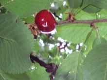 Vin de feuilles de cerisier