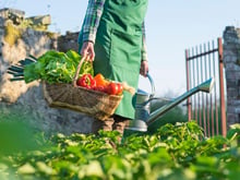 Éloignez les limaces et les pucerons de votre jardin grâce à cet ingrédient que vous avez déjà en cuisine !