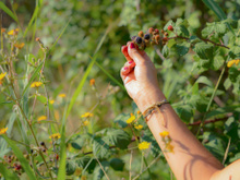 Cueillir des fraises ou des mûres sans prendre de risque : voici 3 conseils qui vous seront précieux !