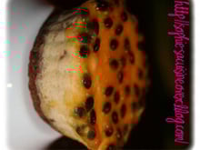 Cheesecake de patidou à la vanille et aux fruits de la passion