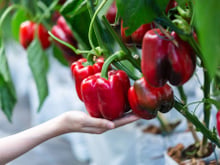 Pourquoi le poivron rouge va-t-il devenir le médicament de demain ?