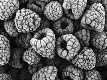 Comment congeler des mûres pour les savourer toute l'année ?