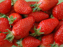 Sylvie Delaurier, productrice de fraises à Damazan, Lot-et-Garonne