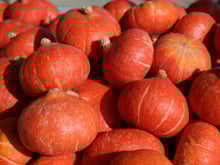 Rappel produit : ces potimarrons ne doivent pas être consommés, des résidus de produits interdits détectés