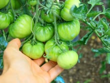 Comment faire de la confiture de tomates vertes avec les tomates qui n’arriveront pas à maturité dans votre jardin ?