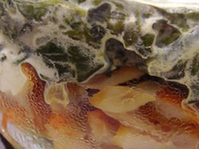 Effiloché de haddock aux épinards