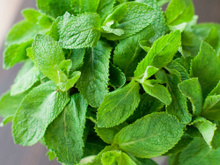 Quatre plantes détox pour tisanes post-fêtes