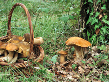 Jusqu'à 45 000€ d'amende pour la cueillette de champignon sauvage