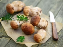 On déclare la saison des champignons ouverte : conseils, recettes et comment bien les cueillir ?