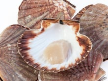 Rappel produit : ces noix de Saint-Jacques surgelées peuvent être dangereuses pour votre santé