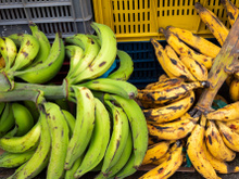 Brûlures, crampes, etc. : quels sont les symptômes liés à ce produit chimique retrouvé sur des bananes de Martinique ?