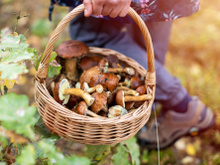 Intempéries : ces champignons à aller cueillir absolument cette semaine !