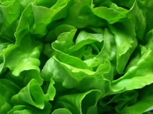 L'erreur toute bête qui fait flétrir votre salade deux fois plus vite quand elle est au frais