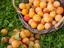 Mirabelles : comment les congeler sans qu’elles se transforment en bouillie