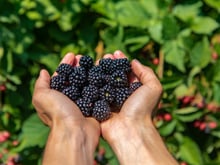 Nos conseils pour bien nettoyer les fruits sauvages que l’on cueille ?