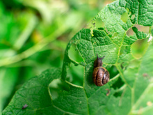 5 astuces de grand-mère pour repousser les escargots et les limaces de votre jardin avec des aliments de sa cuisine