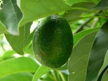 Avocat : cinq très bonnes raisons d'en manger cet hiver