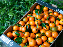 Pourquoi vous devez absolument consommer des clémentines de Corse