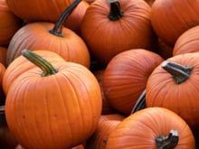 Pour vous régaler avec le potiron, voici la recette de gratin qu’il vous faut !