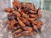 Cuisiner et manger des insectes, on a testé