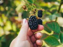 Ramasser les mûres en hauteur, est-ce suffisant pour écarter les dangers pour la santé ?