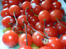 Tomates cerises pommes d'amour