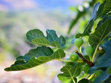 5 idées gourmandes pour utiliser les feuilles de figuier en cuisine