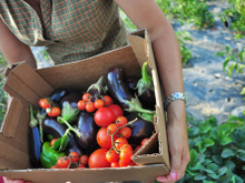 Les cueillettes de fruits & légumes