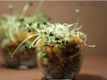 Verrine de quinoa, petite salade de surimi, mangue et graines germées.