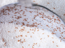 Moins connu que la mite, cet insecte peut envahir vos placards si vous ne faites pas attention