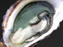 Feuilleté de Sole rôtie aux Huîtres Spéciales de Claire Marennes Oléron pochées, bouillon au curry madras