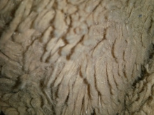 Tagliatelles Normandes