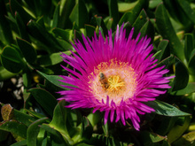 Vous mangez probablement un cadavre de guêpe quand vous consommez ce fruit