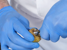 Comment faire cuire ses artichauts poivrade ?