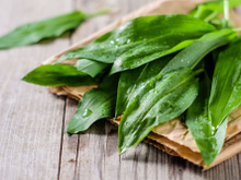 L’ail des ours : un délice des bois à cueillir et à cuisiner