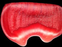 Salade de fleur de bananier et de magret de canard