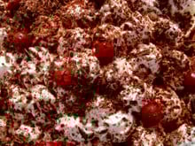 Forêt noire vanillée