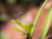 Cet ingrédient que vous avez tous chez vous est le répulsif à moustiques ultime pour cet été