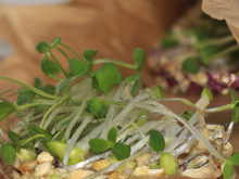 Papillote bio de bray picard, céréales, et pousses d'alfalfa