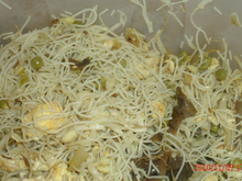 Vermicelle sauté au poulet et champignons noirs