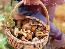 Ce mycologue révèle les meilleures zones pour trouver des champignons en ce moment !