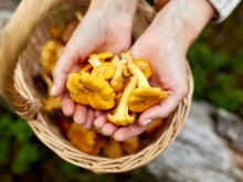 Comment repérer facilement les meilleurs coins à chanterelles et trompettes de la mort pour vos prochaines cueillettes ?