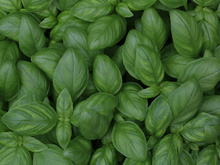 Basilic anti-gaspi : 5 astuces pour le conserver plus longtemps et éviter de le gâcher !