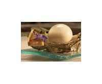 L'huître imaginaire du 21ème siècle