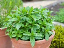 Ces 5 erreurs de débutants à ne plus commettre avec sa menthe en pot