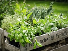 Rappel produit : cet aromate vendu dans la France entière peut être toxique