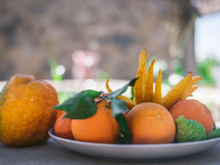 L’Agrumiste : un zeste de passion pour des agrumes d'exception