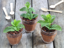 Mousse au chocolat façon pot de fleur