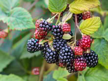 Mûres sauvages : les précautions à prendre pour une consommation sans danger