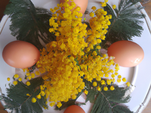 Œufs mimosa inratables